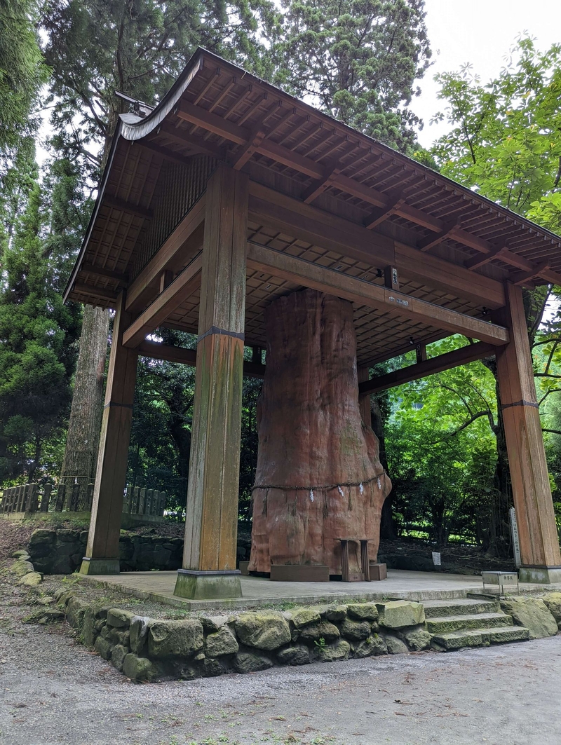 国造神社の杉